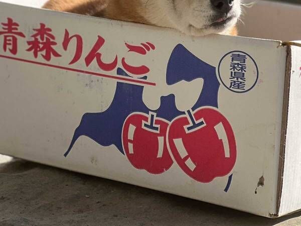 猫にケンカ売って負けた柴犬　灰になった姿に「笑った」「哀愁すごい」