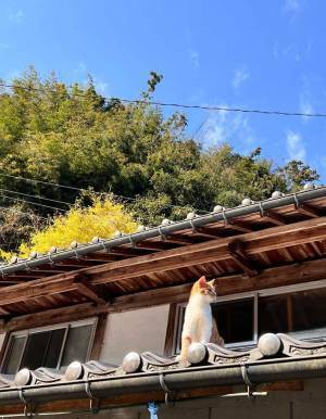 猫にケンカ売って負けた柴犬　灰になった姿に「笑った」「哀愁すごい」