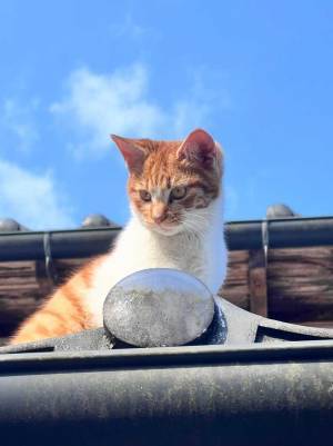 猫にケンカ売って負けた柴犬　灰になった姿に「笑った」「哀愁すごい」