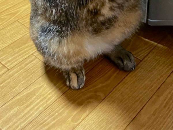 『８万人』が爆笑！　掴まり立ちした猫がまるで…　「そうにしか見えない」