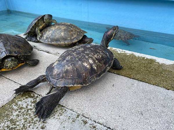 飼育員「うちの子じゃない」　ウミガメ施設に捨てられいたのは…　「胸が痛い」