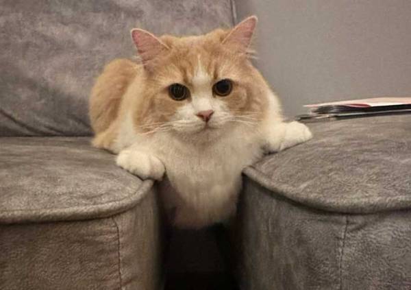 おかしな体勢でくつろぐ猫　飼い主が「なんで？」と思った理由に「吹いた」