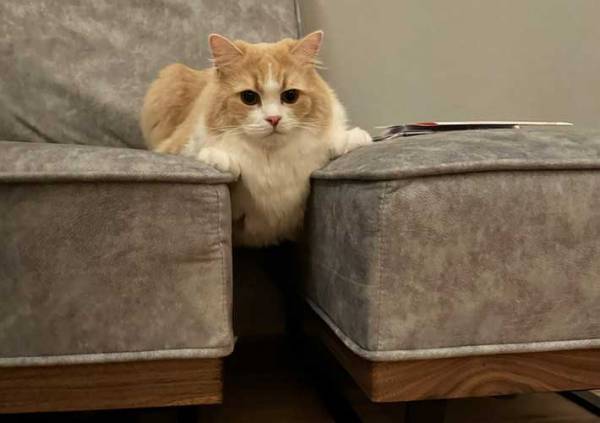 おかしな体勢でくつろぐ猫　飼い主が「なんで？」と思った理由に「吹いた」