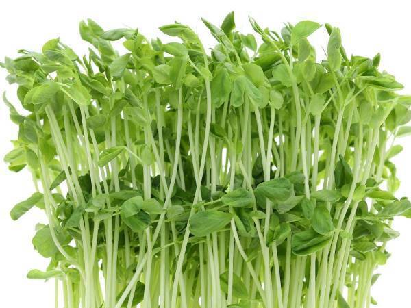 使い道が思い付かない豆苗　活用法に「毎日食べたい」「秒でできる」