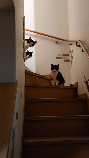 階段の上で座る猫　飼い主が「どうした？」と声をかけると…？