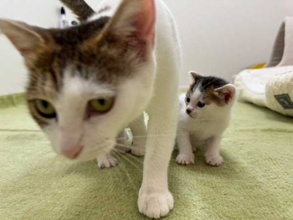 子猫を押しのけた母猫　取った行動に爆笑！
