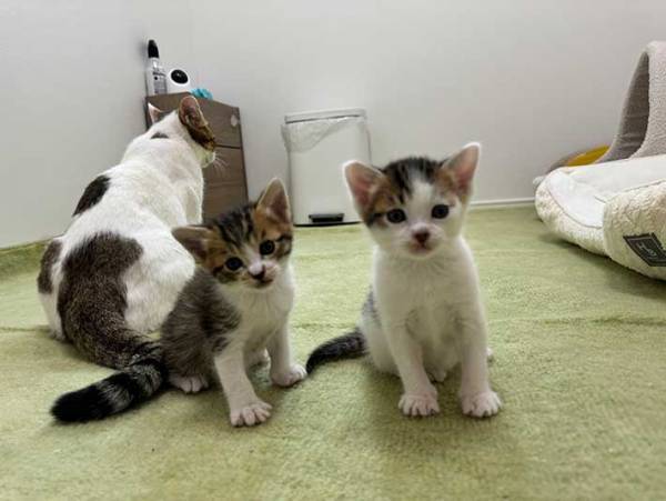 子猫を押しのけた母猫　取った行動に爆笑！