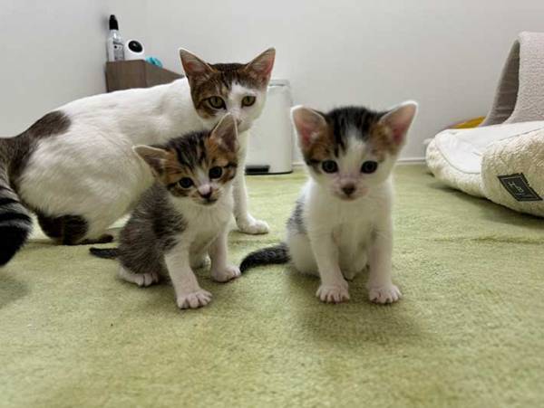 子猫を押しのけた母猫　取った行動に爆笑！