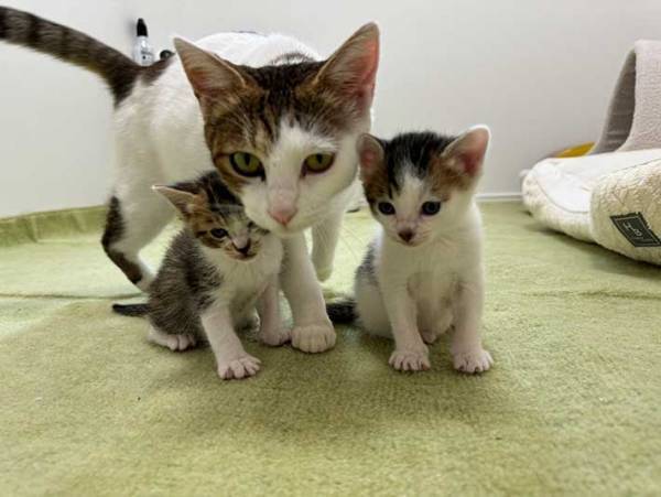 子猫を押しのけた母猫　取った行動に爆笑！