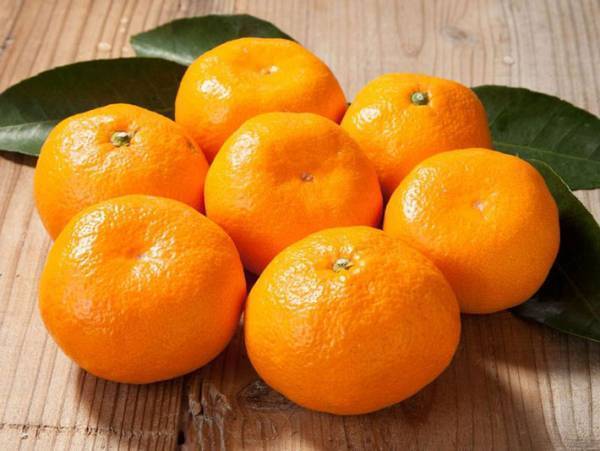 ミカンを揉むと甘くなる？　農家に聞いた『真偽』に目からウロコ