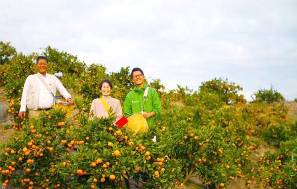 ミカンを揉むと甘くなる？　農家に聞いた『真偽』に目からウロコ