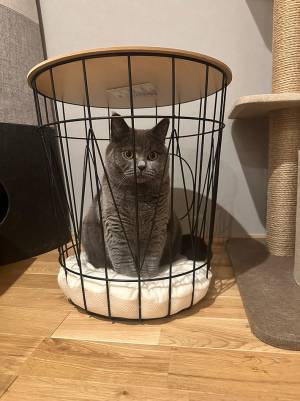 飼い主「自ら入ったのに…」　ベッドに入った途端、絶望する猫がこちら