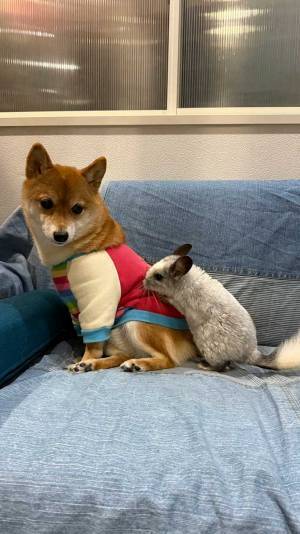 柴犬の背中に、くっ付いていたのは？　「珍しい組み合わせ」「か、かわいいー！」