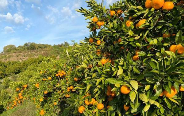 おいしいミカンは重い？軽い？　農家に聞いた『正解』は…