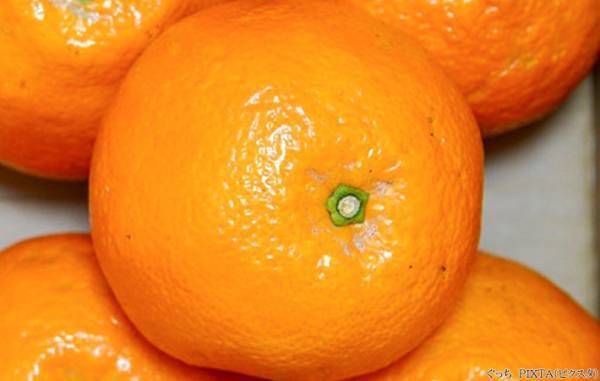 おいしいミカンは重い？軽い？　農家に聞いた『正解』は…