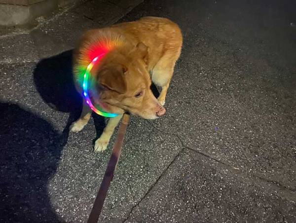 光る首輪で散歩中…　年配女性がかけてきた言葉に「こういうの見ると…」