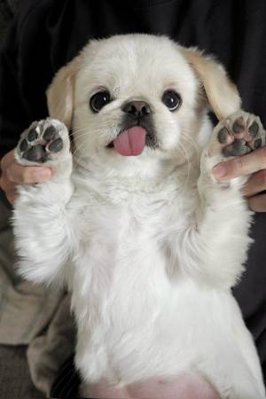 トリミングされる犬　トリマーが思わず褒めた行動に「大物っぷりがすごい」「お茶目すぎ」