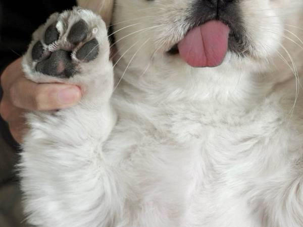 トリミングされる犬　トリマーが思わず褒めた行動に「大物っぷりがすごい」「お茶目すぎ」