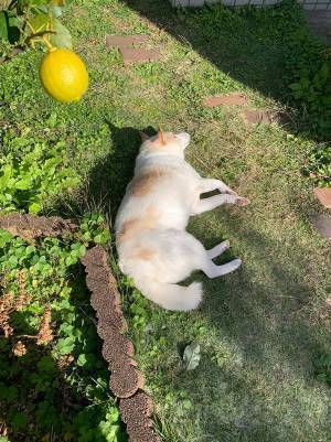 レモンが１個しか成らなかった木　その下で…「そんなことは関係ないのかな」