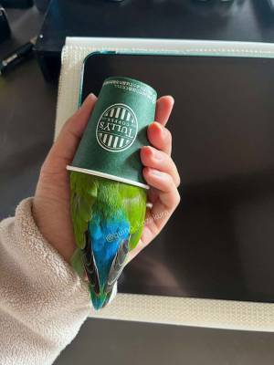 タリーズコーヒーのカップの中にいたのは？　緑色の正体に「分からなかった」