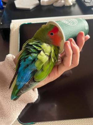 タリーズコーヒーのカップの中にいたのは？　緑色の正体に「分からなかった」