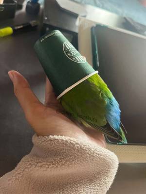 タリーズコーヒーのカップの中にいたのは？　緑色の正体に「分からなかった」