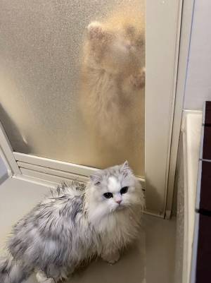 「危うく牛丼吹き出しかけた」「貞子？」　飼い主がドアの向こうを見ると…？