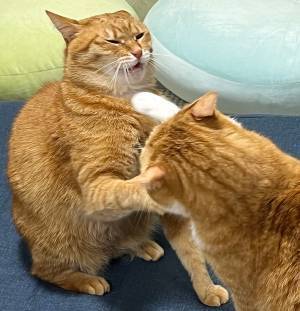 同居猫にパンチをお見舞い　しかし思わぬ反撃を食らって…「これは笑ってしまう」