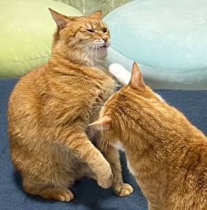 同居猫にパンチをお見舞い　しかし思わぬ反撃を食らって…「これは笑ってしまう」