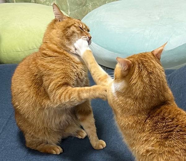 同居猫にパンチをお見舞い　しかし思わぬ反撃を食らって…「これは笑ってしまう」