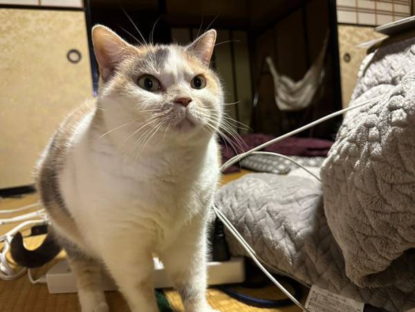飼い主に「こたつで寝るな」と注意する猫が、こちら