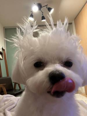 飼い主「どないなっとるんや」　ベッドで遊んでいた、愛犬の姿が…？