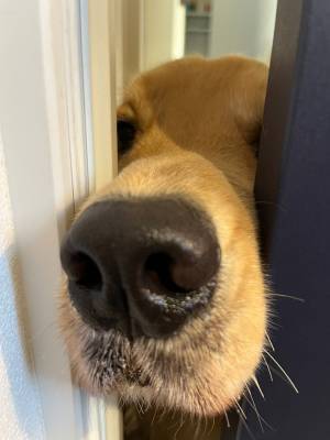 「もう有給を取るしかないやつ」　出勤前、ゴールデンが取った行動にクスッ