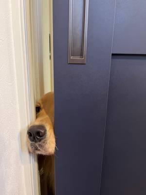 「もう有給を取るしかないやつ」　出勤前、ゴールデンが取った行動にクスッ