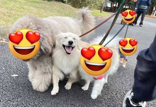 『犬の保育園』で、ウチの子はどうしてる？　写真に「切ない」