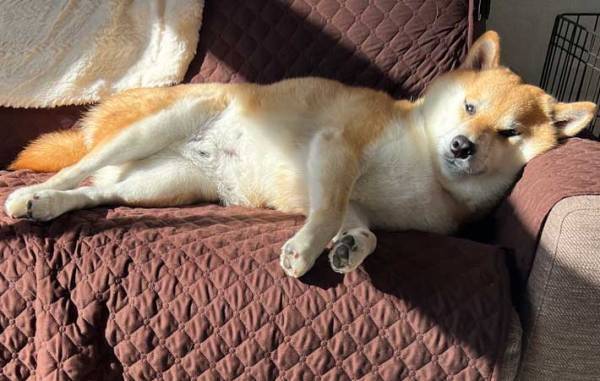 『ソファー歴３年』の犬に反響　くつろぐ姿に「もはや上級者」「笑った」