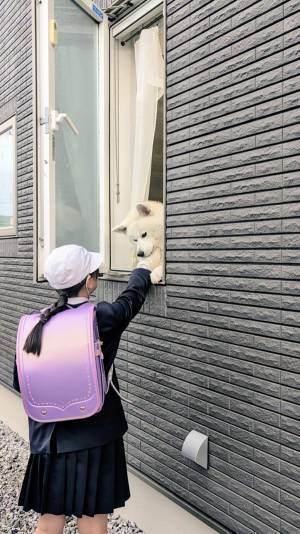 小学生を見送る秋田犬　家の中から見た姿が？「差がえぐい」「そうなってたんかい！」