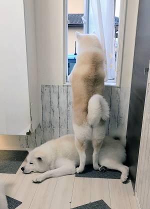 小学生を見送る秋田犬　家の中から見た姿が？「差がえぐい」「そうなってたんかい！」