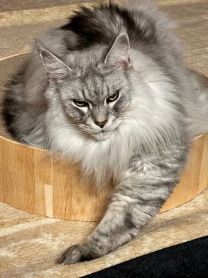 『面構えが違う』猫？　「さすがレクサス」と話題の１枚がこちら