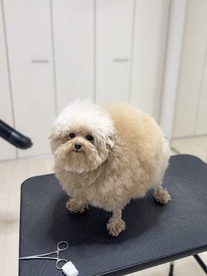 すべてを悟ったトイプードル　見せた姿に「ごめん吹いたわ」「顔、顔ー！」