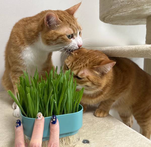 ２匹のために猫草を用意した飼い主　すると、１匹が…「違う違う！」「そうじゃない」