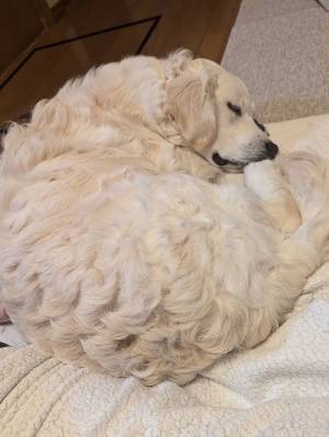 「『ヒツジ』が脚の指をくわえて寝ている」　１万人が悶絶した写真がこちら！