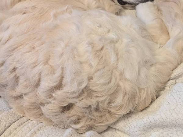 「『ヒツジ』が脚の指をくわえて寝ている」　１万人が悶絶した写真がこちら！