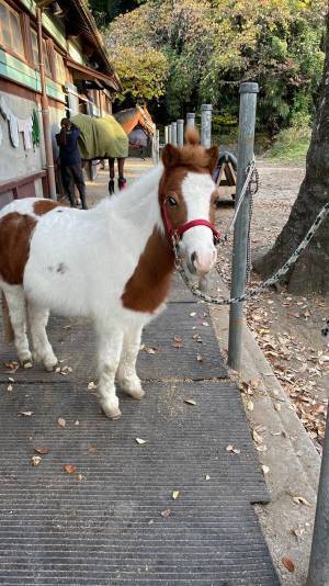 ぬいぐるみのような馬？　馬場での１枚に「よく見たら前髪が…」「おしゃれ！」