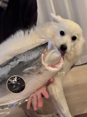 飼い主「デカすぎて…」　『比較写真』に「襲われてる犬に見えた」