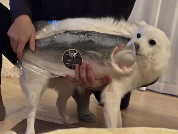 飼い主「デカすぎて…」　『比較写真』に「襲われてる犬に見えた」