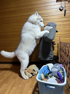 ハスキー「じいじ、遊べ！」　甘える姿に「二度見した」「中に人いる？」