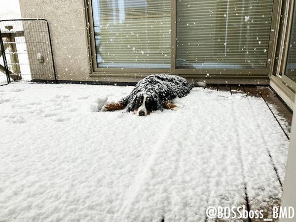 飼い主「犬が戻ってこない」　外を見ると？「ギョッとするやつ」「完全に満喫してる」
