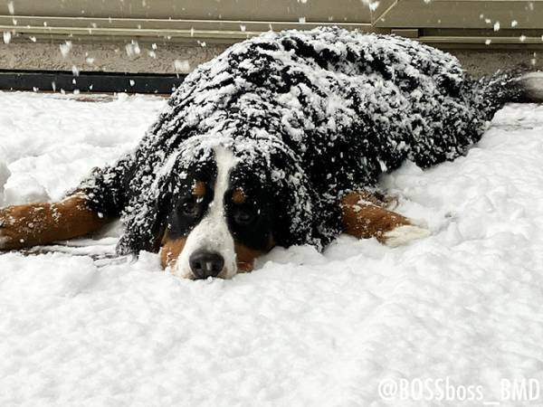 飼い主「犬が戻ってこない」　外を見ると？「ギョッとするやつ」「完全に満喫してる」