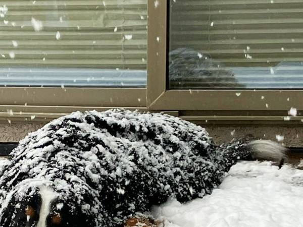 飼い主「犬が戻ってこない」　外を見ると？「ギョッとするやつ」「完全に満喫してる」